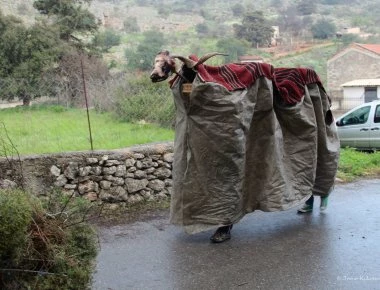 Χανιά: Αναβιώνει το Διονυσιακό έθιμο της Καμήλας (βίντεο)